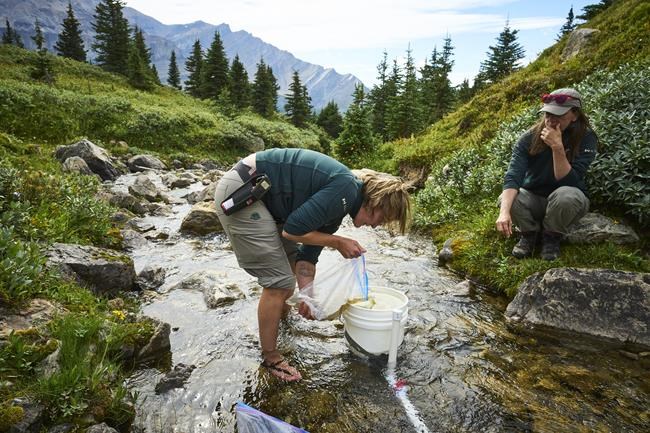'First time in 50 years': Native trout returned to alpine lake in Banff National Park | iNFOnews.ca 'First time in 50 years': Native trout returned to alpine lake in Banff National Park | iNFOnews.ca