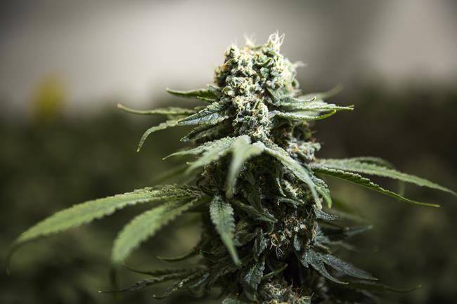 Cannabis retailer Superette granted court protection from creditors | iNFOnews.ca Cannabis retailer Superette granted court protection from creditors | iNFOnews.ca
