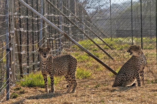 Cheetahs from South Africa go to parks in India, Mozambique | iNFOnews.ca CP1179305056