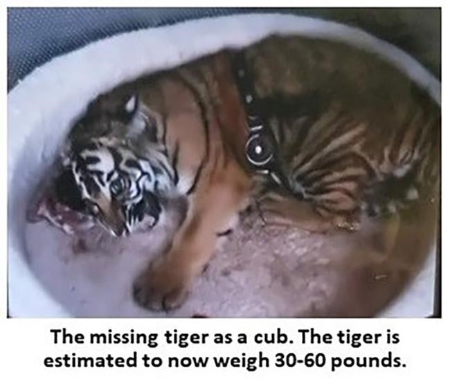 Found: Alligator, drugs, guns, money. But where's the tiger? | iNFOnews.ca Found: Alligator, drugs, guns, money. But where's the tiger? | iNFOnews.ca