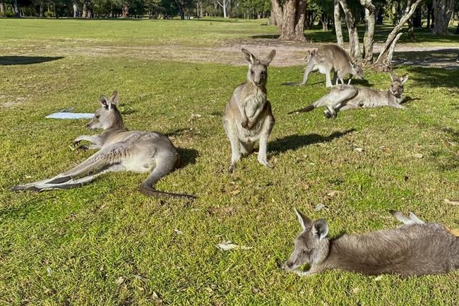 Australian man killed by kangaroo in rare fatal attack | iNFOnews.ca
