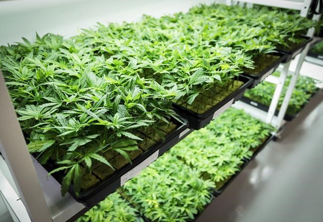 Ottawa has lost control of $150M program reimbursing veterans' cannabis: audit | iNFOnews.ca