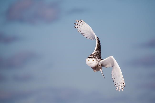 Cyberattacks and holiday disruptions: In The News for Thursday, Sept. 15, 2022 | iNFOnews.ca