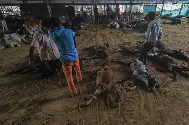 Virus kills 100,000 cattle in India, threatens livelihoods | iNFOnews.ca Virus kills 100,000 cattle in India, threatens livelihoods | iNFOnews.ca