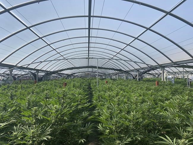 California expands largest US illegal pot eradication effort | iNFOnews.ca California expands largest US illegal pot eradication effort | iNFOnews.ca