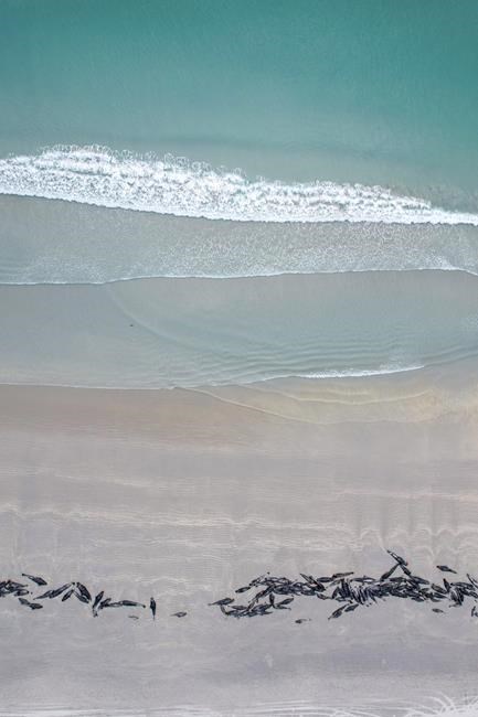 477 whales die in 'heartbreaking' New Zealand strandings | iNFOnews.ca