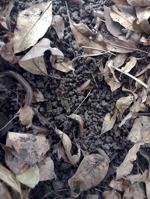 The next invasive garden threat? A slithering, jumping worm | iNFOnews.ca
