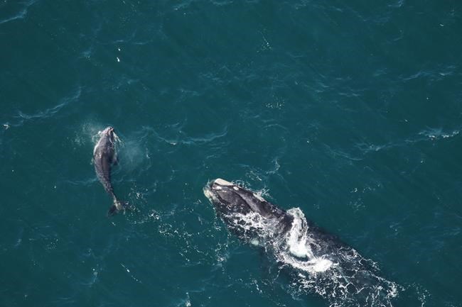 Population of endangered North Atlantic right whales continues decline: study | iNFOnews.ca