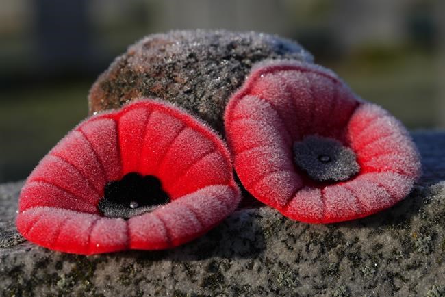 New poppy campaign initiatives seek to modernize the tradition of remembrance | iNFOnews.ca New poppy campaign initiatives seek to modernize the tradition of remembrance | iNFOnews.ca