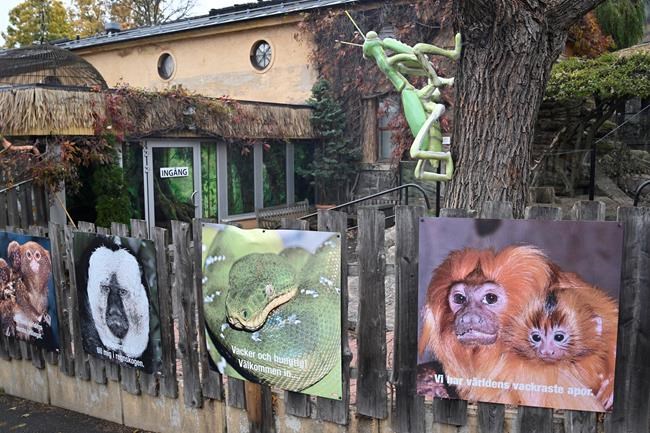 Cobra missing for 6 days in Swedish zoo located, still free | iNFOnews.ca