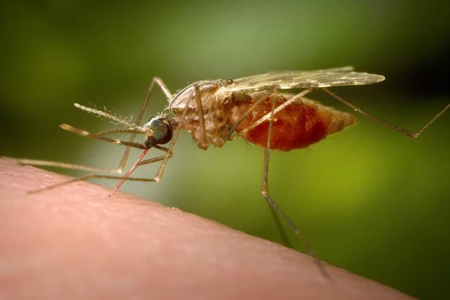 Antibody treatment tested as new tool against malaria | iNFOnews.ca