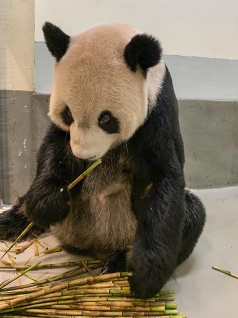 China panda experts visit Taiwan in rare point of contact | iNFOnews.ca China panda experts visit Taiwan in rare point of contact | iNFOnews.ca
