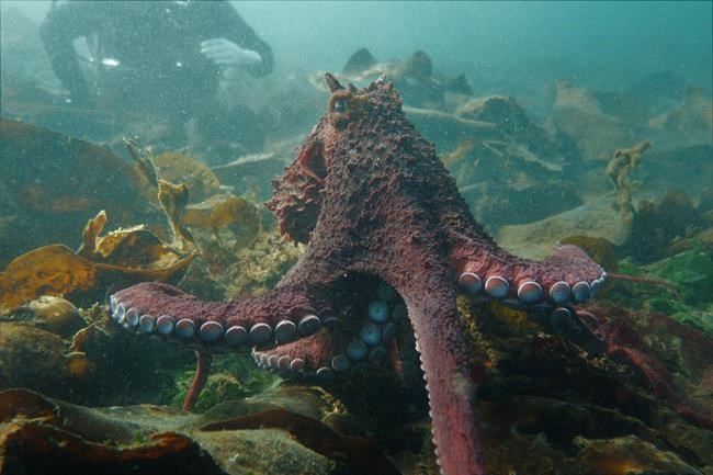 B.C. diver shakes a leg with giant Pacific octopus, in 'mind-blowing' encounter | iNFOnews.ca