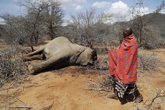 Hundreds of elephants, zebras die as Kenya weathers drought | iNFOnews.ca Hundreds of elephants, zebras die as Kenya weathers drought | iNFOnews.ca