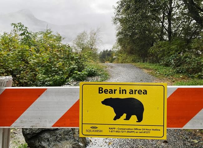 Bears that attacked two women in Squamish, B.C., won't be captured | iNFOnews.ca