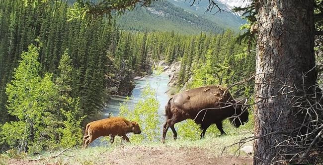 Banff National Park considers next steps for bison herd reintroduced into backcountry | iNFOnews.ca Banff National Park considers next steps for bison herd reintroduced into backcountry | iNFOnews.ca