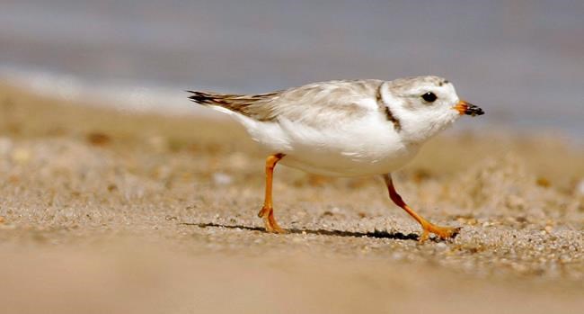 Environmental group takes federal government to court over piping plover habitat | iNFOnews.ca
