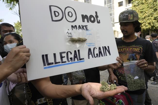 Thai marijuana boosters rally to keep drug decriminalized | iNFOnews.ca Thai marijuana boosters rally to keep drug decriminalized | iNFOnews.ca