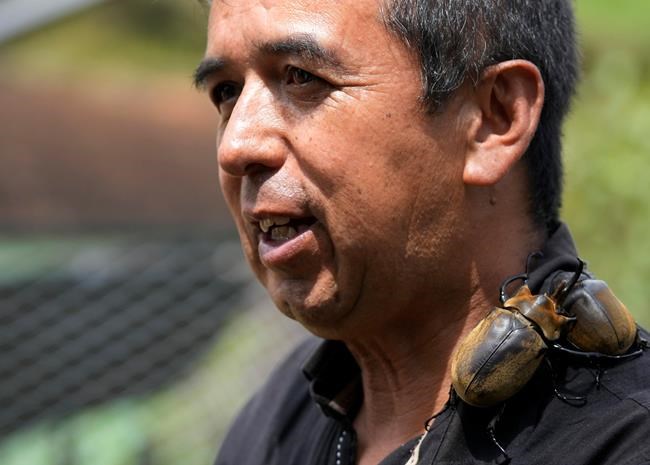 Hard-working Colombian beetles clean garbage, retire as pets | iNFOnews.ca Hard-working Colombian beetles clean garbage, retire as pets | iNFOnews.ca