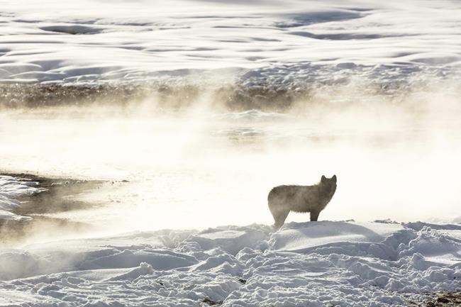 Montana judge to decide on wolf hunting limits | iNFOnews.ca