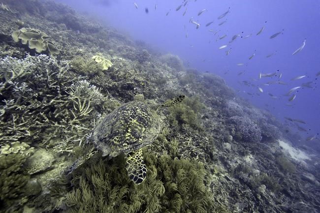 Australia argues against 'endangered' Barrier Reef status | iNFOnews.ca Australia argues against 'endangered' Barrier Reef status | iNFOnews.ca