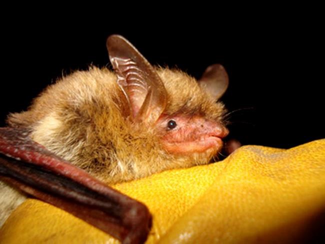 US bat species devastated by fungus now listed as endangered | iNFOnews.ca