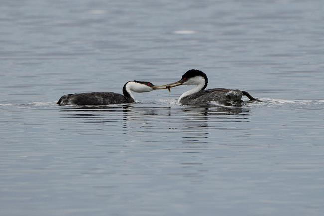 A look at some of the species at risk in Canada | iNFOnews.ca