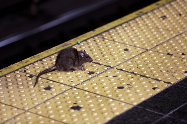 Rat Attack: NYC seeks hands-on leader in anti-rodent fight | iNFOnews.ca Rat Attack: NYC seeks hands-on leader in anti-rodent fight | iNFOnews.ca