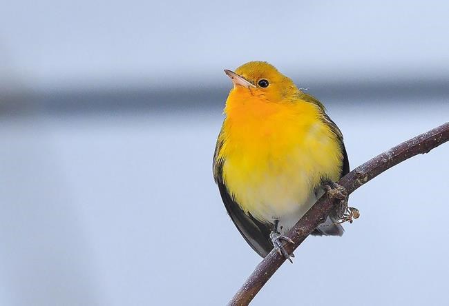Rescue group captures wrong-way warbler that should be wintering far south | iNFOnews.ca