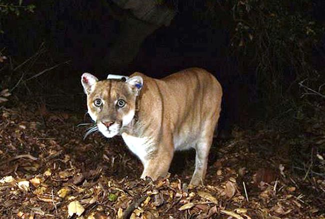 Exam finds famed LA mountain lion may have been hit by car | iNFOnews.ca