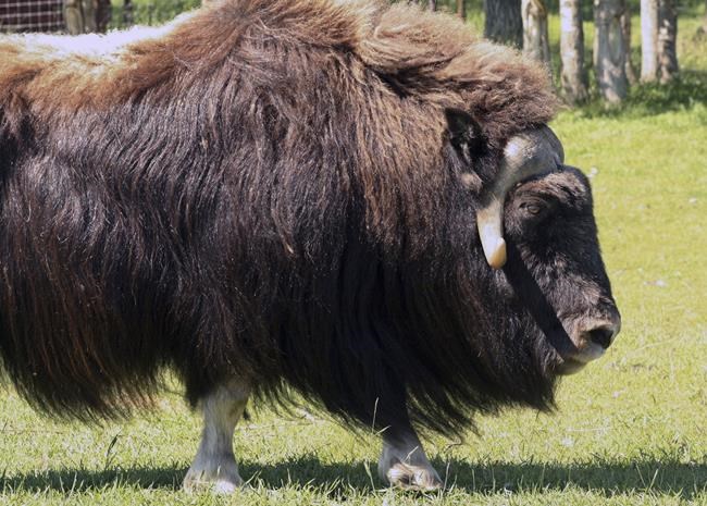 Alaska law officer killed in muskox attack outside his house | iNFOnews.ca Alaska law officer killed in muskox attack outside his house | iNFOnews.ca