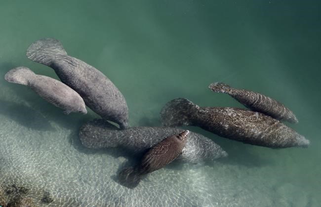 Florida manatees facing starvation fed through program | iNFOnews.ca Florida manatees facing starvation fed through program | iNFOnews.ca