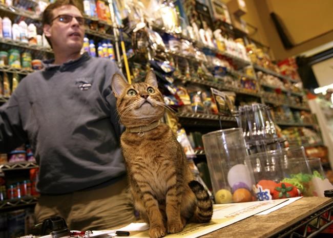 New York bans pet stores from selling cats, dogs, rabbits | iNFOnews.ca