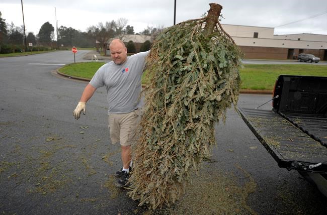 Christmas tree recycling is a good alternative to landfills | iNFOnews.ca