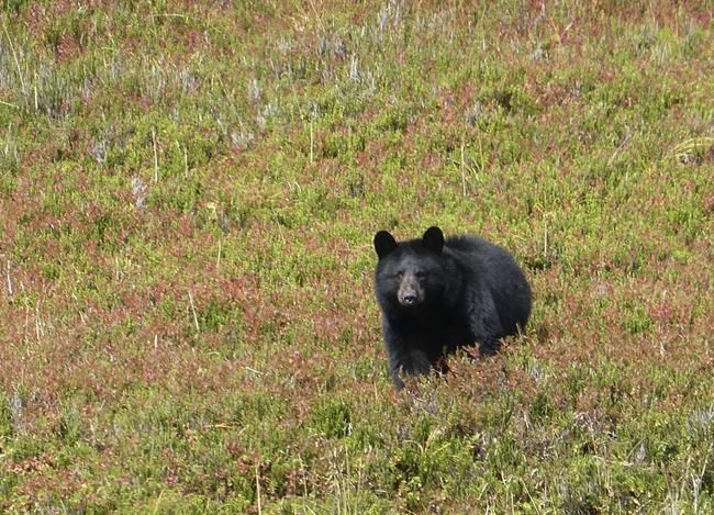 Hunter bear bait ban proposed for Alaska national preserves | iNFOnews.ca Hunter bear bait ban proposed for Alaska national preserves | iNFOnews.ca