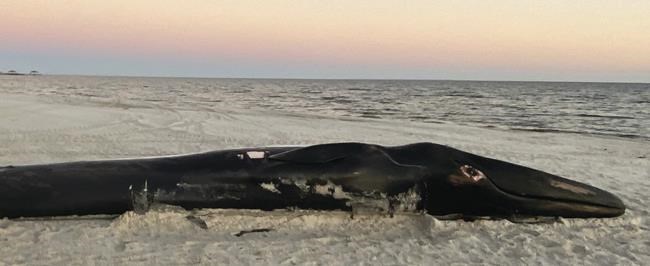 Dead endangered whale washes up on Mississippi Gulf Coast | iNFOnews.ca