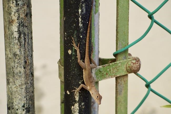 Forest lizards genetically morph to survive life in the city | iNFOnews.ca Forest lizards genetically morph to survive life in the city | iNFOnews.ca