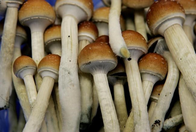 As under-the-table market grows, patients urge Ottawa to regulate magic mushrooms | iNFOnews.ca As under-the-table market grows, patients urge Ottawa to regulate magic mushrooms | iNFOnews.ca