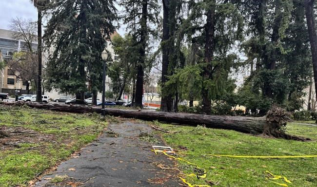 Sacramento's iconic tree canopy turns destructive in storms | iNFOnews.ca Sacramento's iconic tree canopy turns destructive in storms | iNFOnews.ca