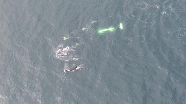 Toilet paper toxin found in endangered killer whales, say B.C. researchers | iNFOnews.ca
