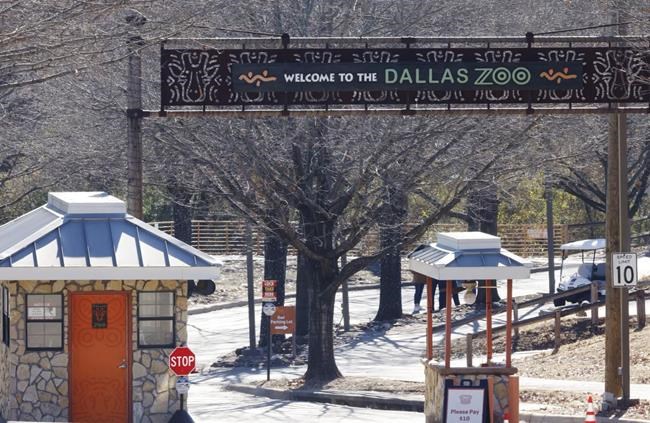 Police investigate after Dallas Zoo missing leopard is found | iNFOnews.ca
