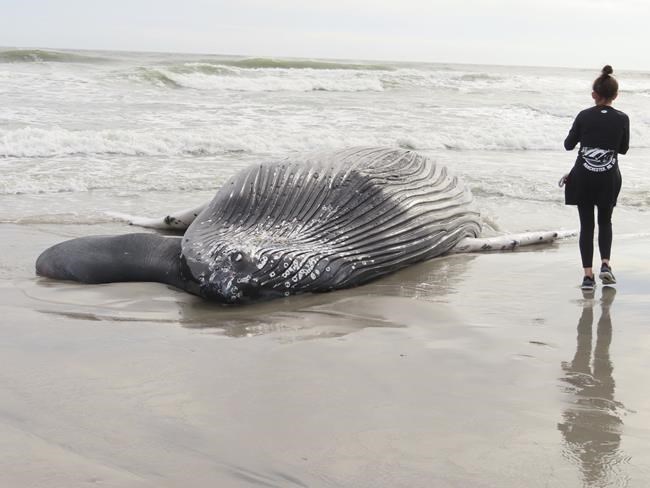 NJ governor: No pause in wind farm prep after 7th dead whale | iNFOnews.ca