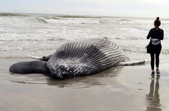 Officials: Whale found dead in NJ likely struck by vessel | iNFOnews.ca