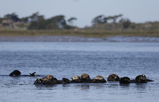 Group seeks reintroduction of sea otters along West Coast | iNFOnews.ca CP219712926