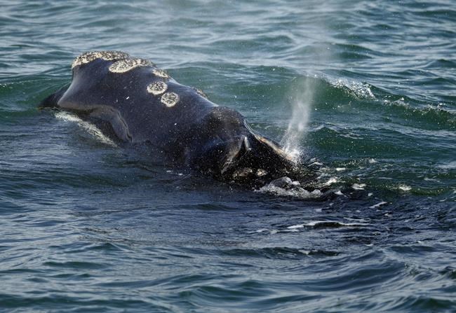 Feds deny emergency call to slow ships, ease whale strikes | iNFOnews.ca