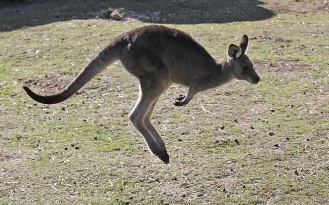 Bill banning sale of kangaroo parts introduced in Oregon | iNFOnews.ca