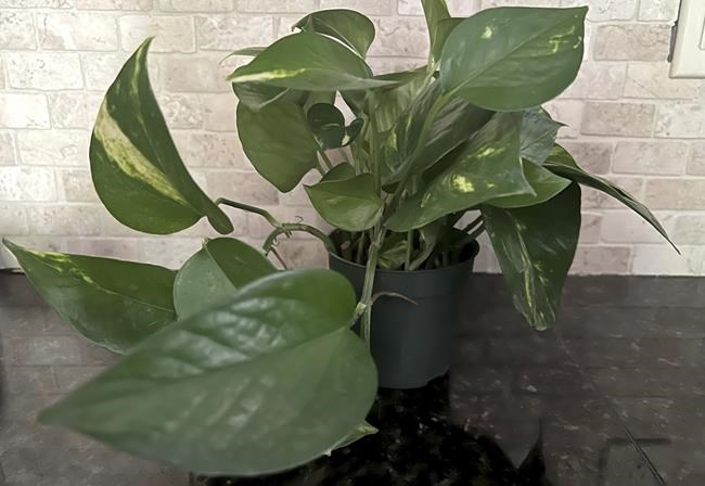 Pretty but toxic: Watch toddlers around these houseplants | iNFOnews.ca Pretty but toxic: Watch toddlers around these houseplants | iNFOnews.ca