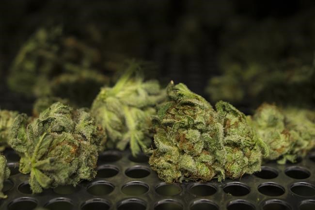 Cannabis company The Green Organic Dutchman Holdings changing name to BZAM | iNFOnews.ca