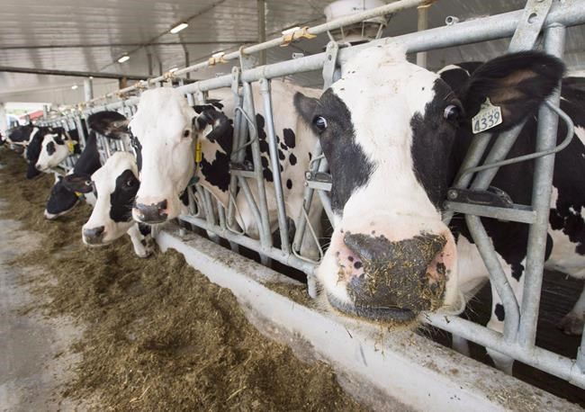U.S. senators call for trade crackdown on Canada over dairy quotas, digital policies | iNFOnews.ca