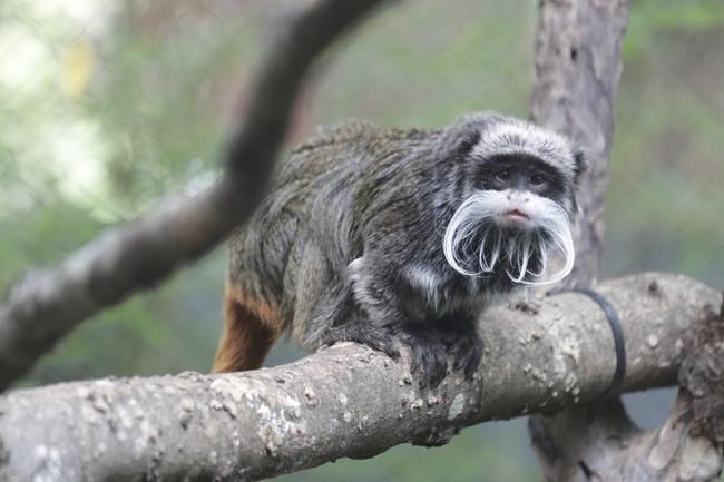 2 monkeys taken from Dallas Zoo in latest suspicious event | iNFOnews.ca